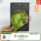 板付ビカクシダリドレイ(P.ridleyi)