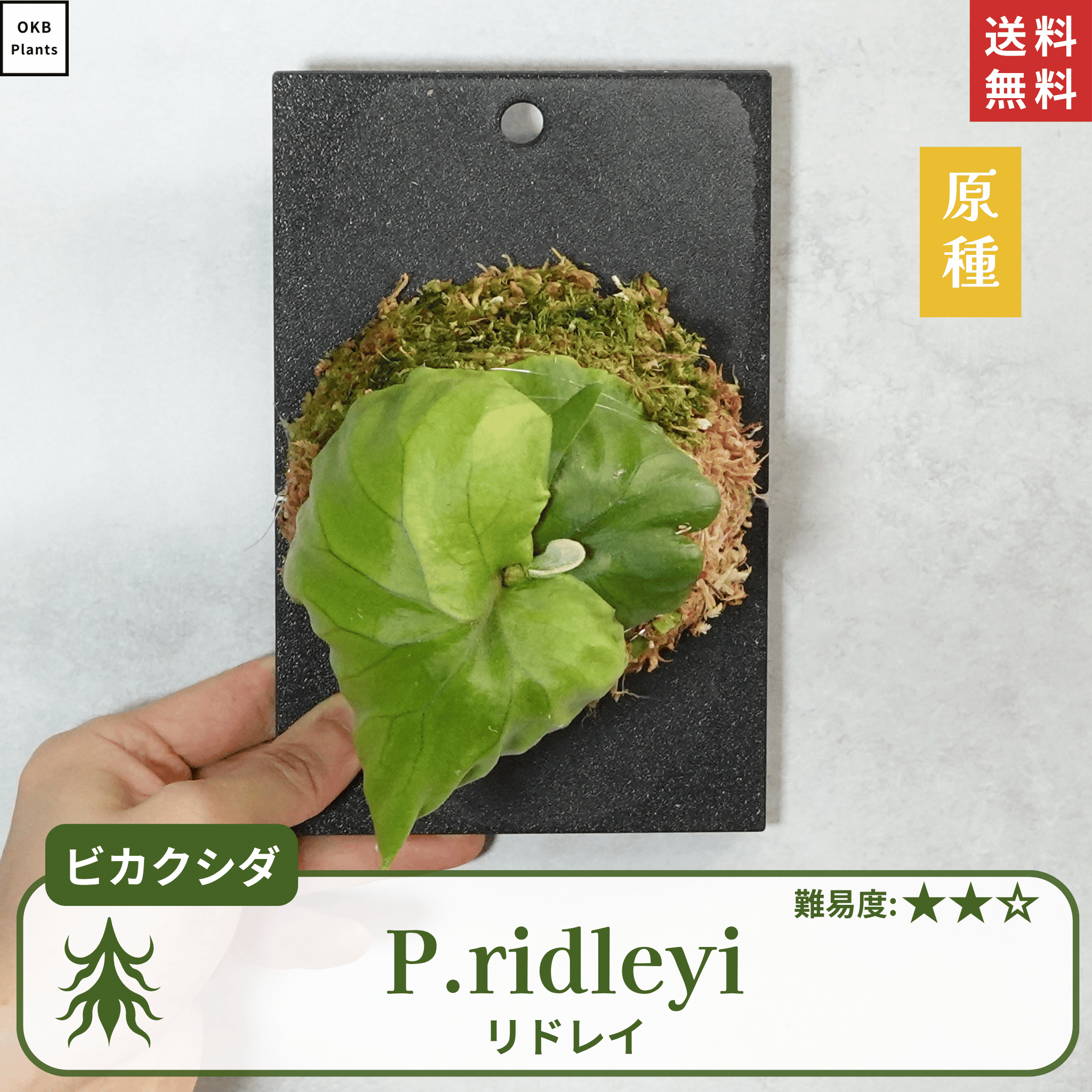 板付ビカクシダリドレイ(P.ridleyi)