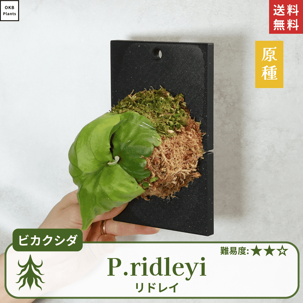 板付ビカクシダリドレイ(P.ridleyi)