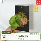 板付ビカクシダリドレイ(P.ridleyi)