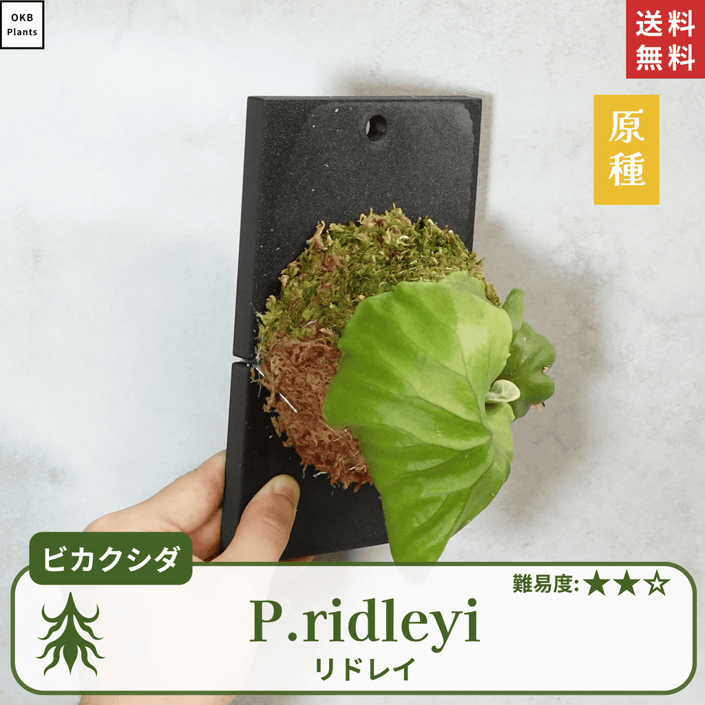 板付ビカクシダリドレイ(P.ridleyi)
