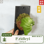 板付ビカクシダリドレイ(P.ridleyi)