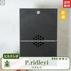板付ビカクシダリドレイ(P.ridleyi)