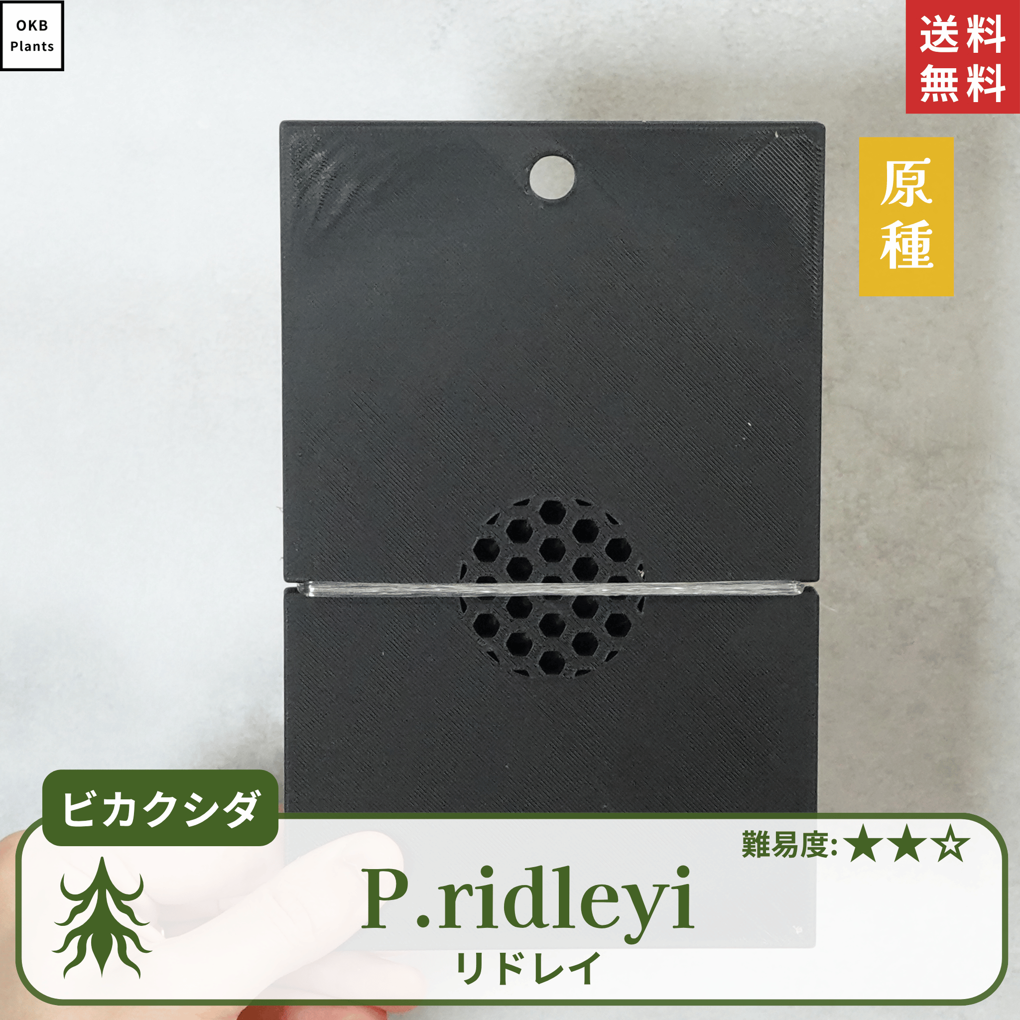 板付ビカクシダリドレイ(P.ridleyi)