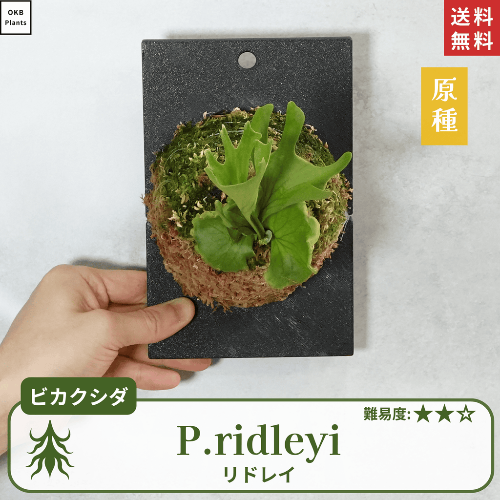 板付ビカクシダリドレイ(P.ridleyi)