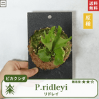 板付ビカクシダリドレイ(P.ridleyi)