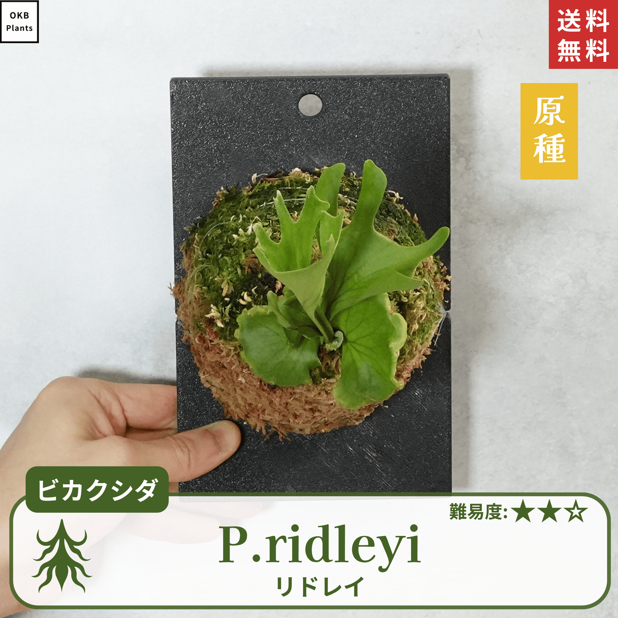 板付ビカクシダリドレイ(P.ridleyi)