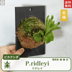 板付ビカクシダリドレイ(P.ridleyi)