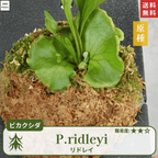 板付ビカクシダリドレイ(P.ridleyi)