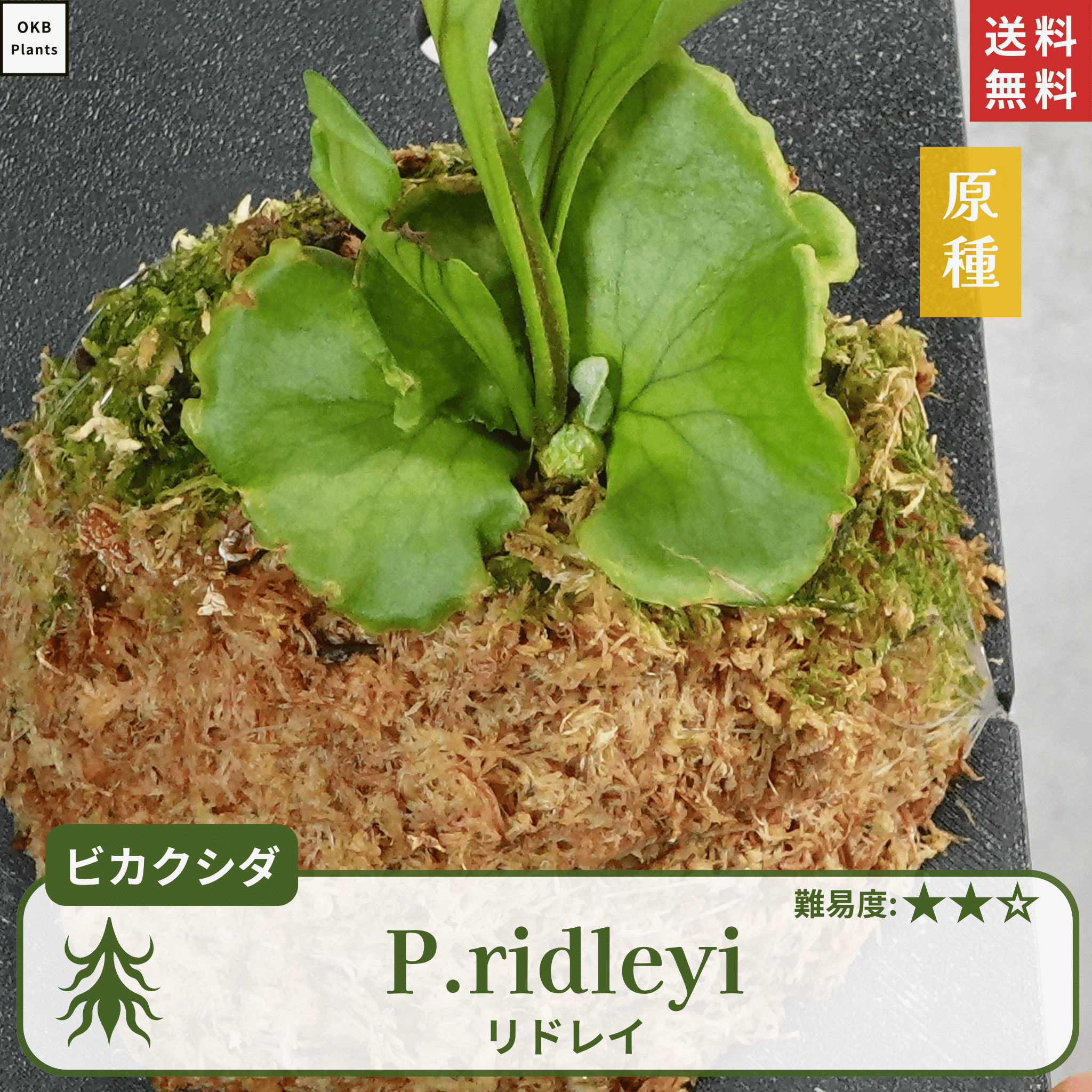 板付ビカクシダリドレイ(P.ridleyi)