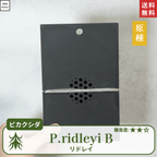 板付ビカクシダリドレイ(P.ridleyi)