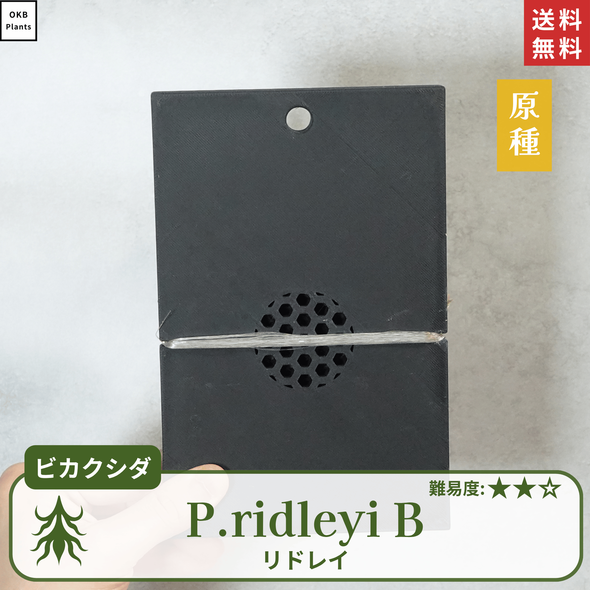 板付ビカクシダリドレイ(P.ridleyi)