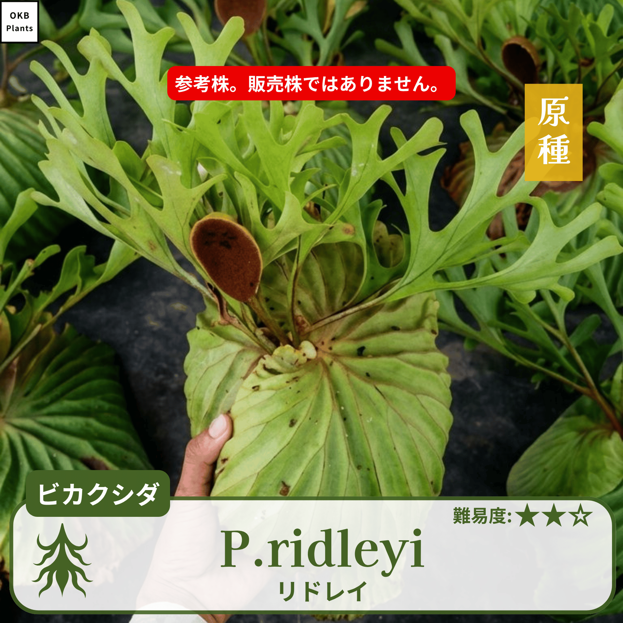 板付ビカクシダリドレイ(P.ridleyi)の参考株