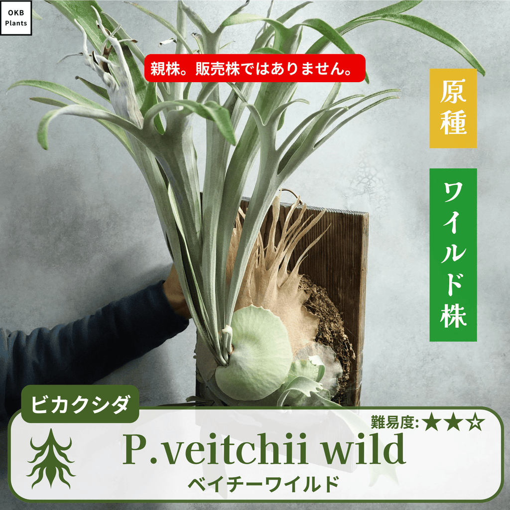 ベイチーワイルド(P.veitchii wild) ビカクシダの板付 – OKB Plants ベイチーワイルド(P.veitchii wild) ビカクシダの板付 – OKB Plants