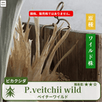 板付ベイチーワイルド(P.veitchii)の親株