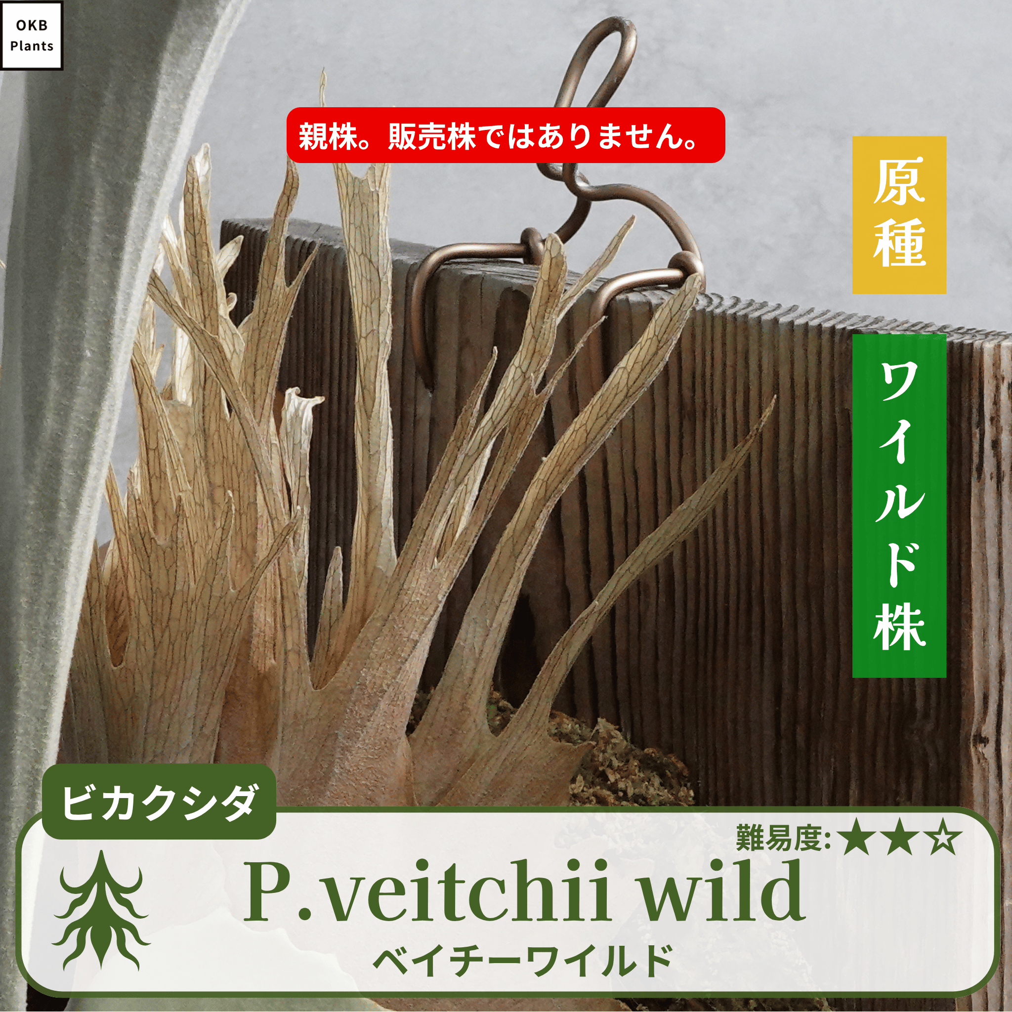 板付ベイチーワイルド(P.veitchii)の親株