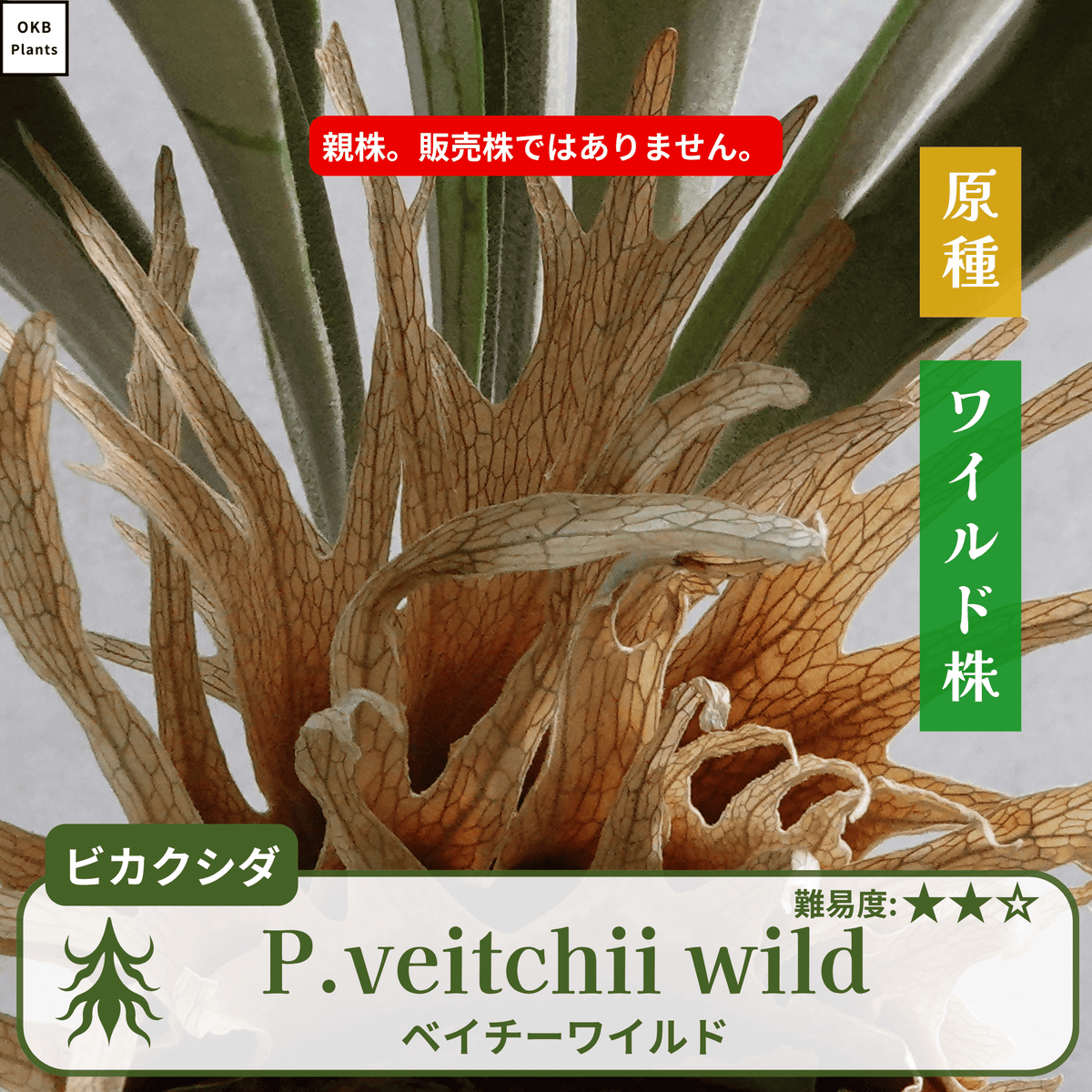 ベイチーワイルド(P.veitchii wild) ビカクシダの板付 – OKB Plants ベイチーワイルド(P.veitchii wild) ビカクシダの板付 – OKB Plants