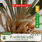 板付ベイチーワイルド(P.veitchii)の親株
