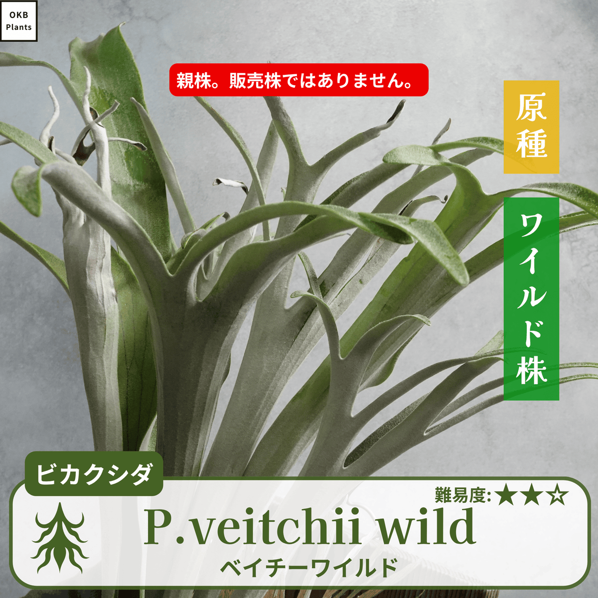 ベイチーワイルド(P.veitchii wild) ビカクシダの板付 – OKB Plants ベイチーワイルド(P.veitchii wild) ビカクシダの板付 – OKB Plants