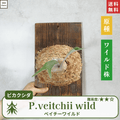 板付ベイチーワイルド(P.veitchii)