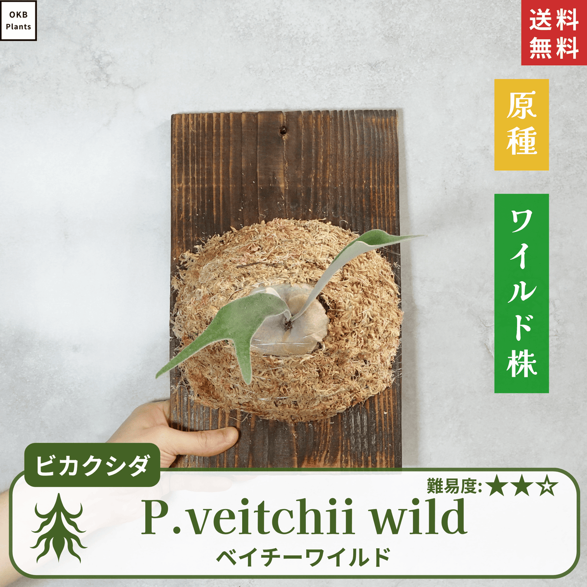 ベイチーワイルド(P.veitchii wild) ビカクシダの板付 – OKB Plants