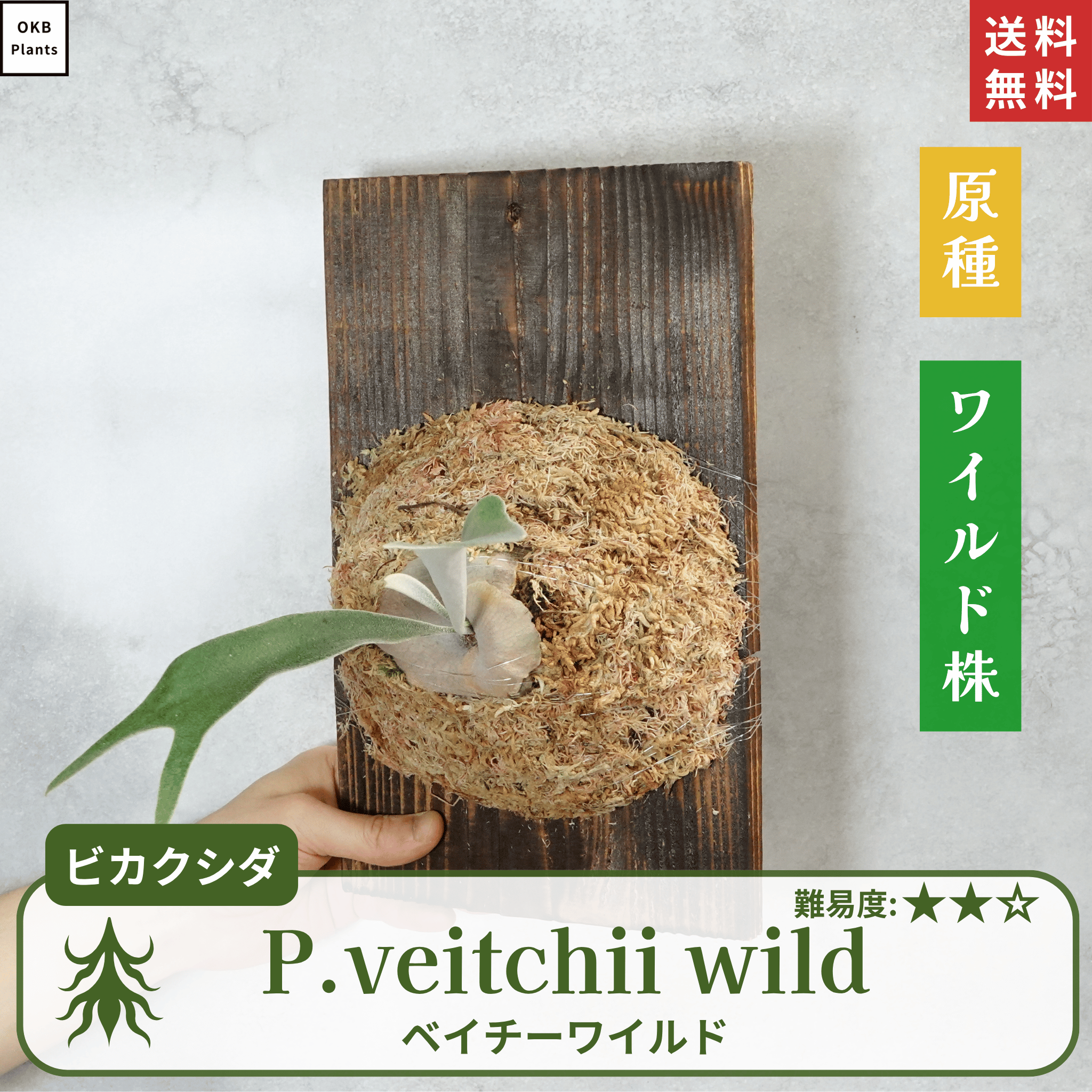ビカクシダ ベイチー P.veitchii wild Australia OC P. veitchii wild
