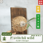 板付ベイチーワイルド(P.veitchii)