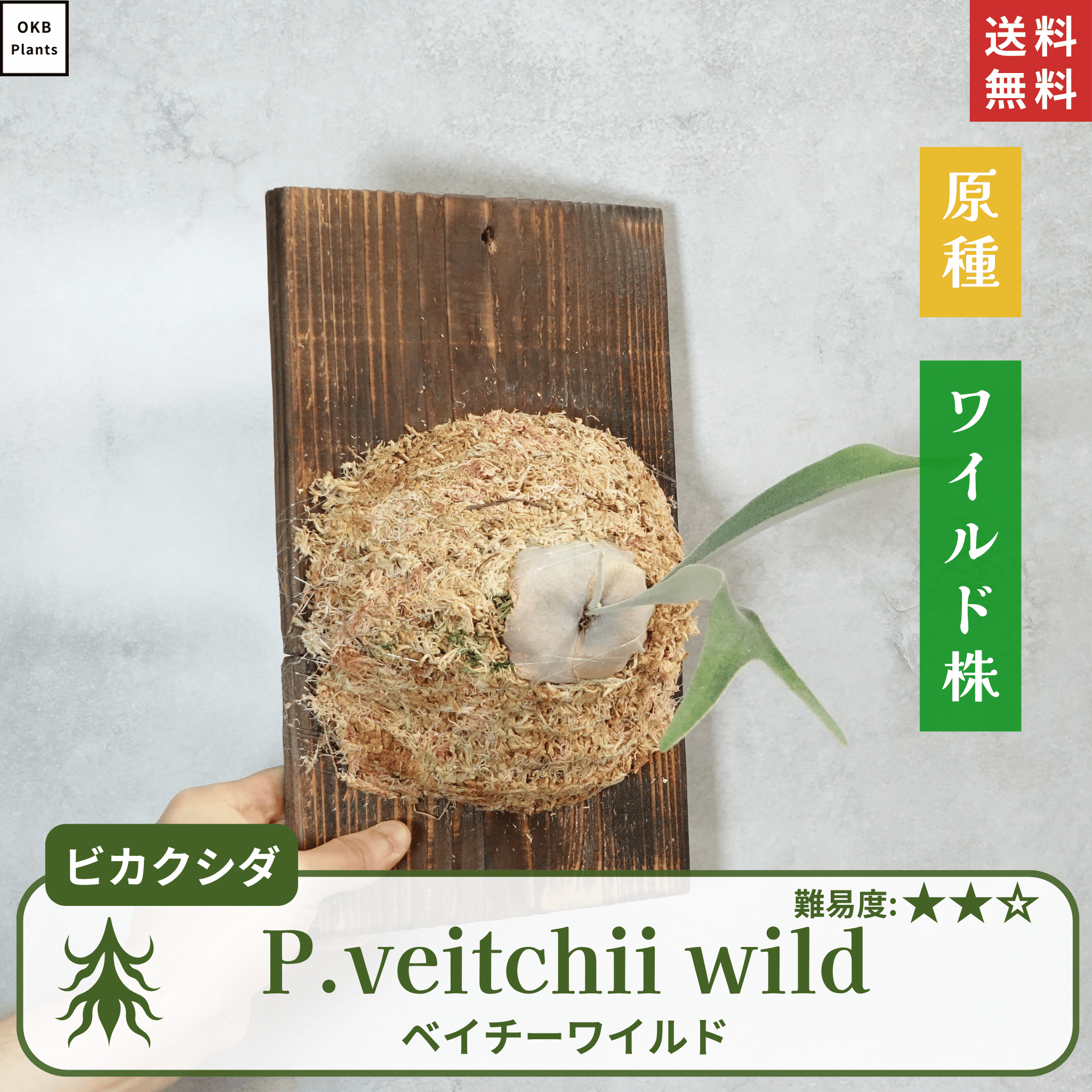 板付ベイチーワイルド(P.veitchii)