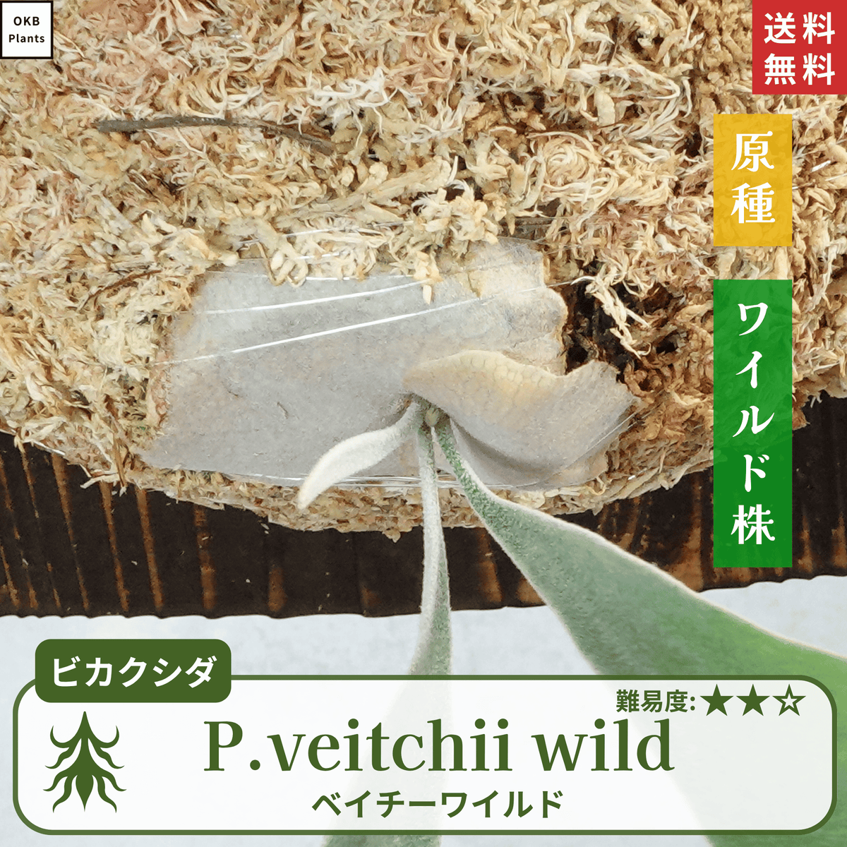 ベイチーワイルド(P.veitchii wild) ビカクシダの板付 – OKB Plants ベイチーワイルド(P.veitchii wild) ビカクシダの板付 – OKB Plants