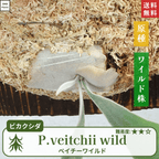 板付ベイチーワイルド(P.veitchii)