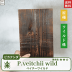 板付ベイチーワイルド(P.veitchii)