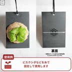 ビカクシダ・コウモリランの着生板の使用例