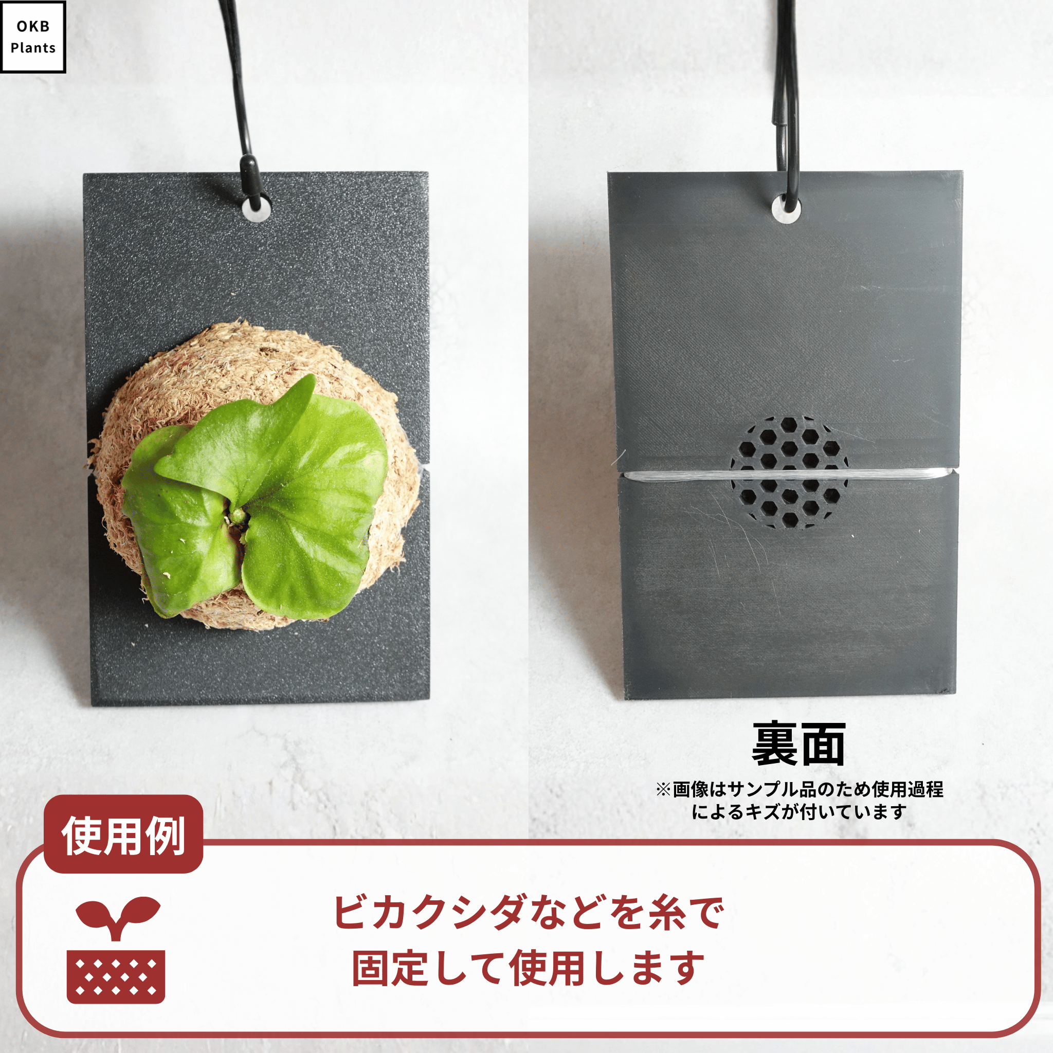 ビカクシダ・コウモリランの着生板の使用例