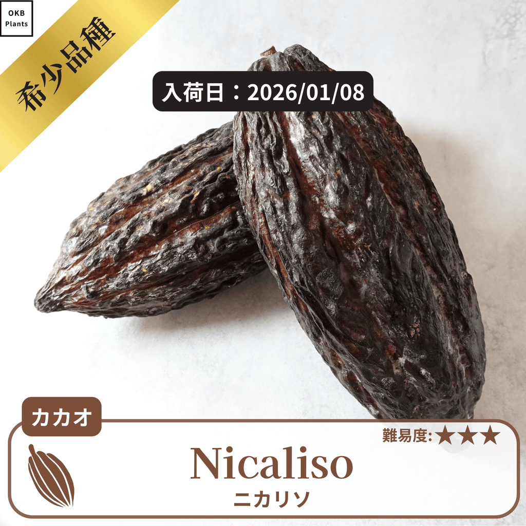 ニカリソ(Nicaliso)カカオポッド