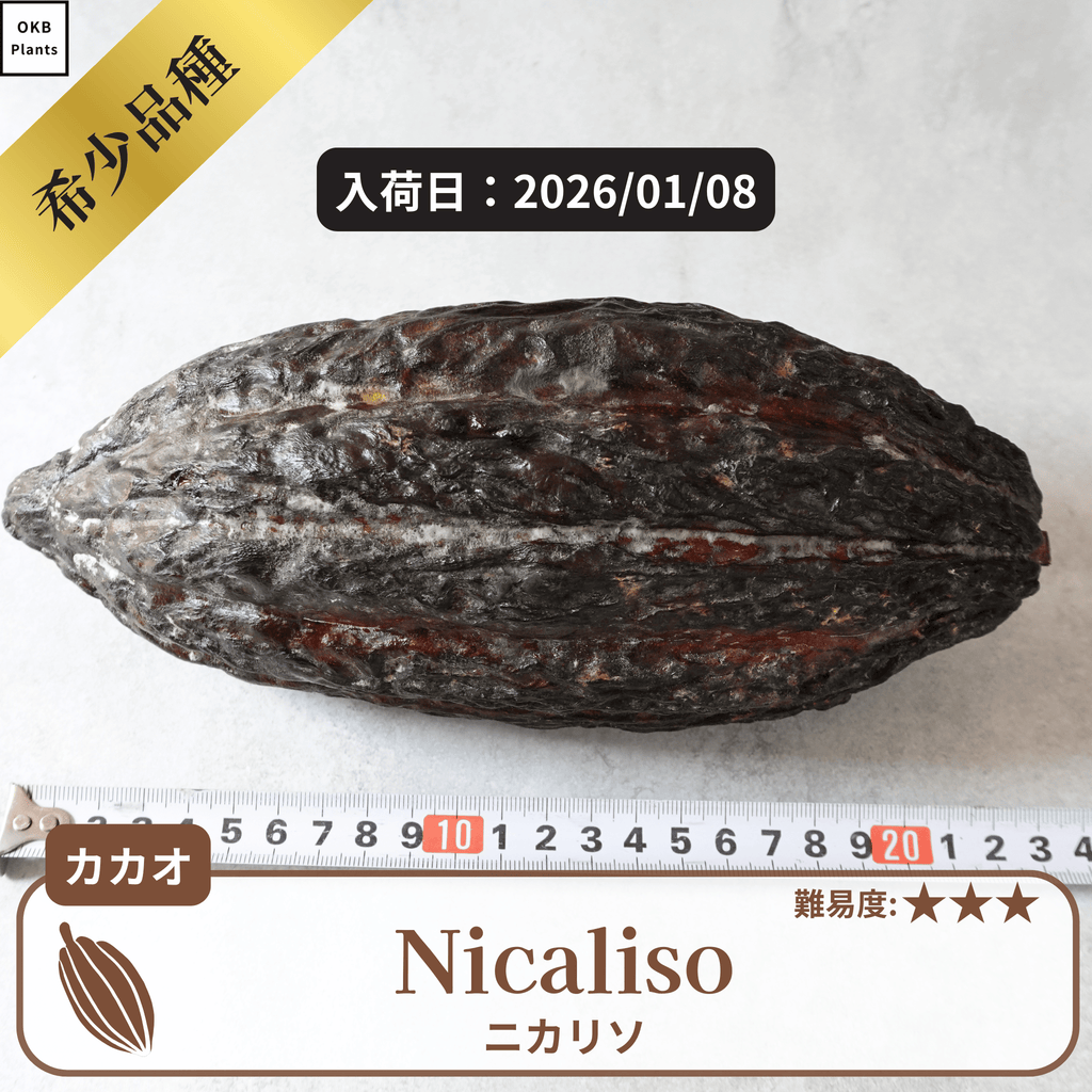 ニカリソ(Nicaliso)カカオポッド