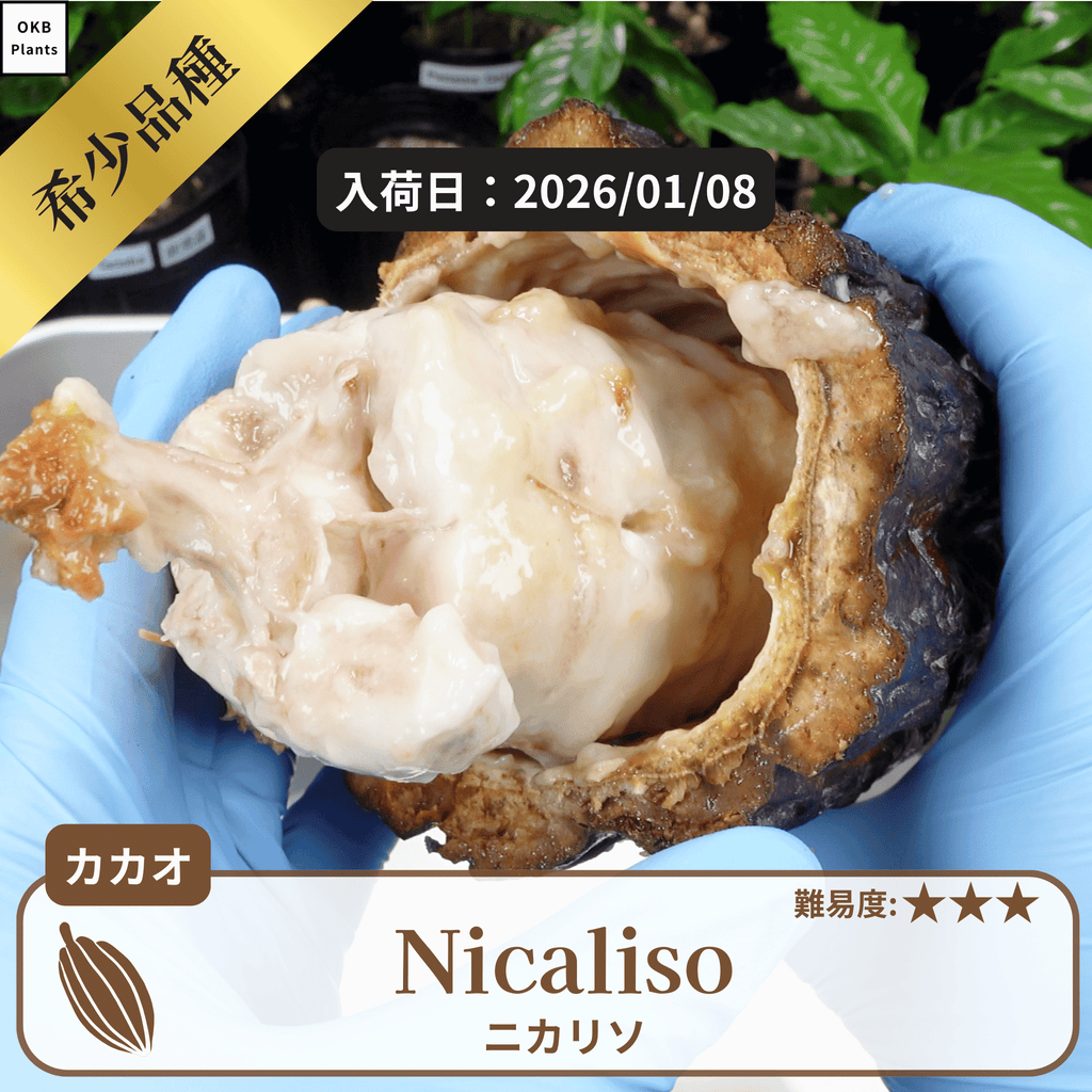 ニカリソ(Nicaliso)カカオポッド