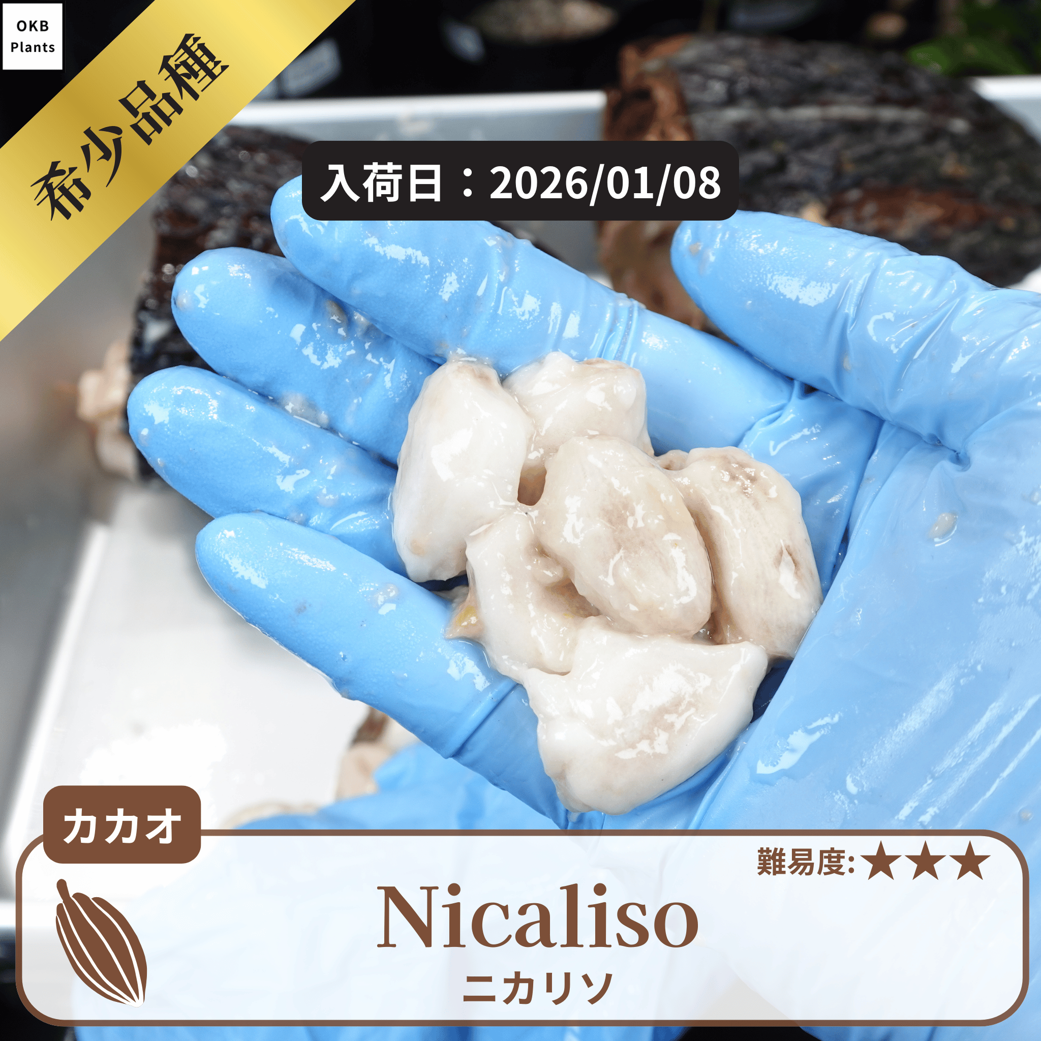 ニカリソ(Nicaliso)カカオポッド