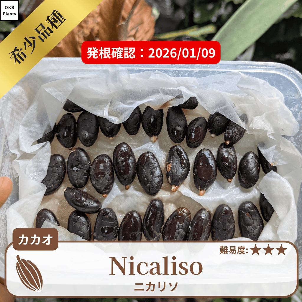 ニカリソ(Nicaliso)カカオポッド