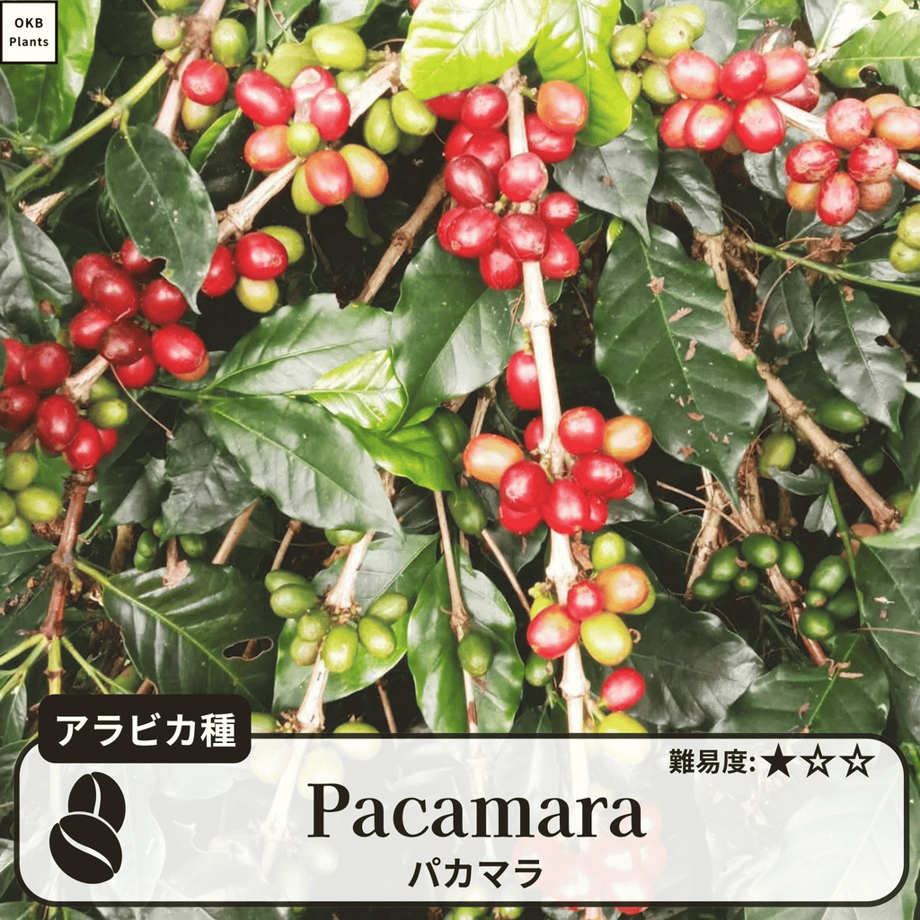 パカマラ(pacamara)の木