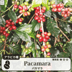 パカマラ(pacamara)の木