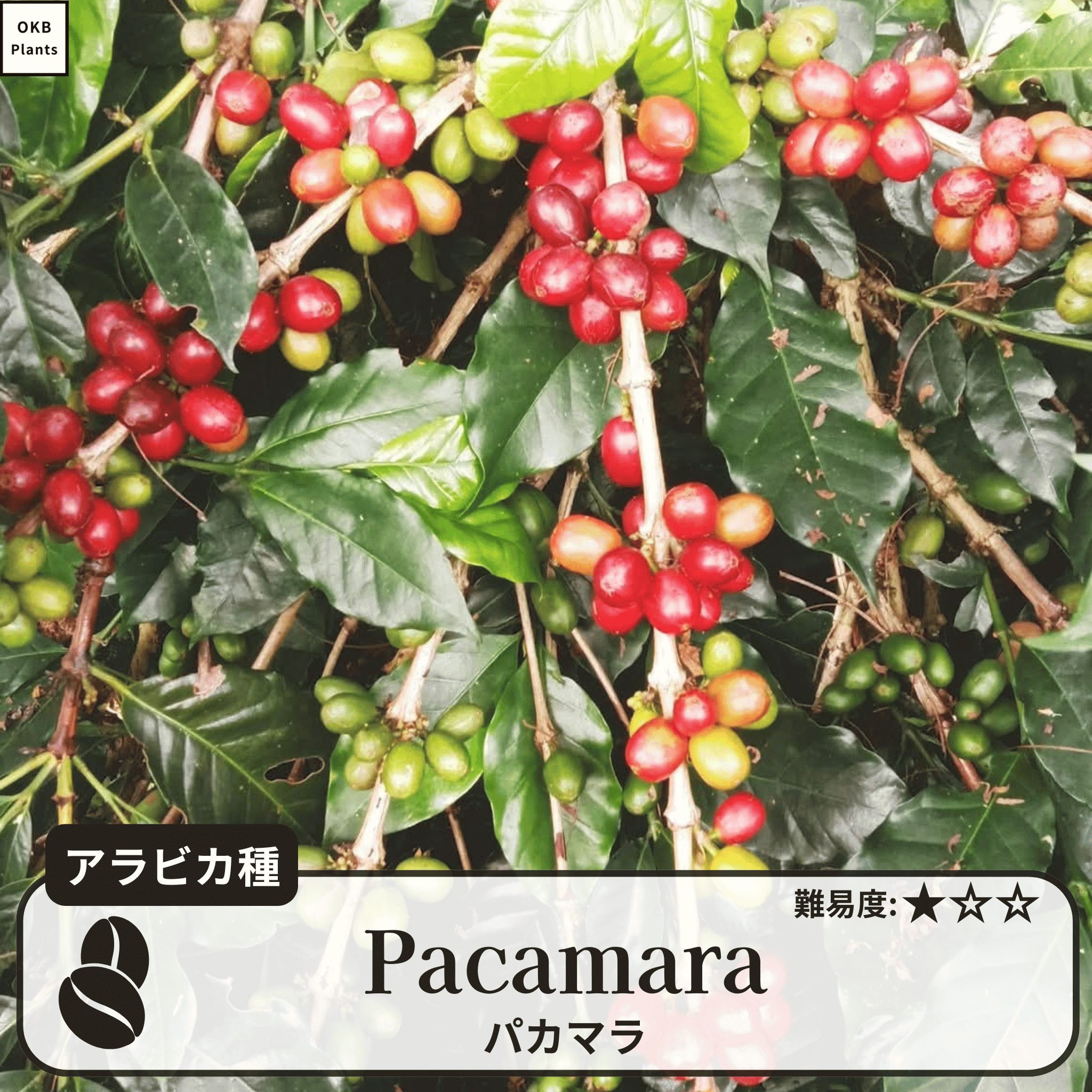 パカマラ(pacamara)の木