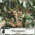 パカマラ(pacamara)の木