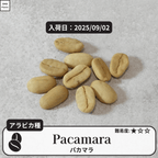 パカマラ(pacamara)の種子