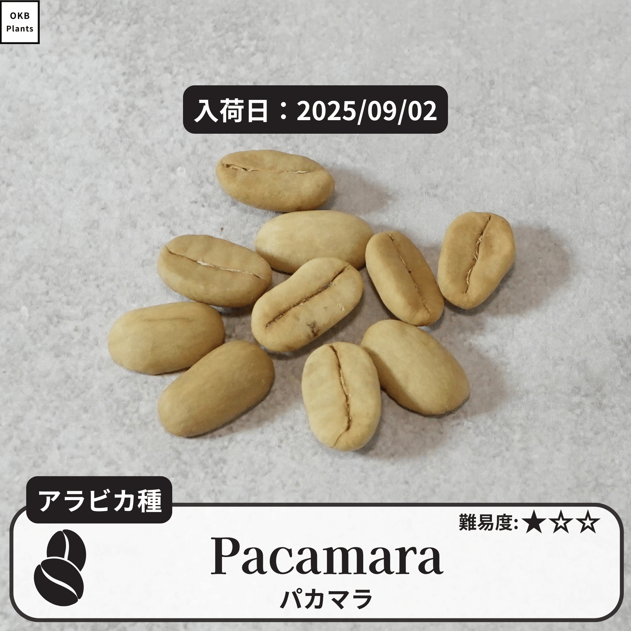パカマラ(pacamara)の種子