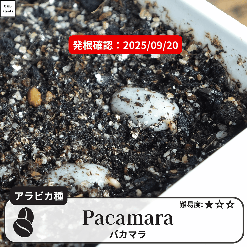 パカマラ(pacamara)の発根確認