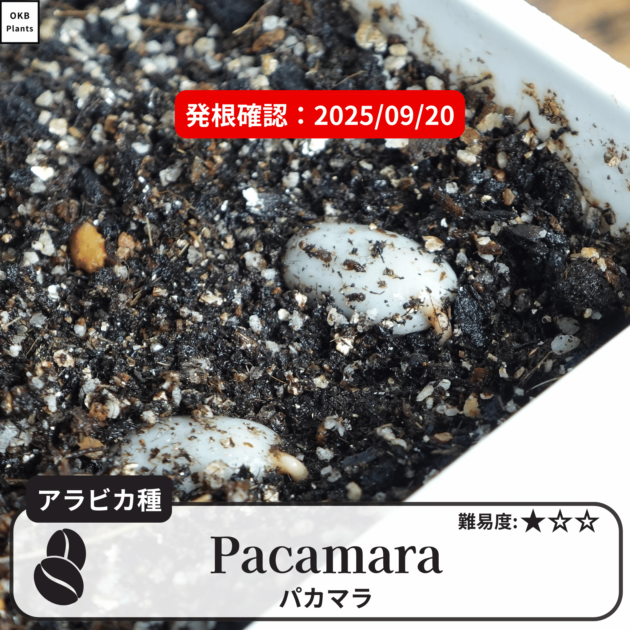 パカマラ(pacamara)の発根確認