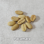 コーヒーの木の種子 パカマラ品種 10粒