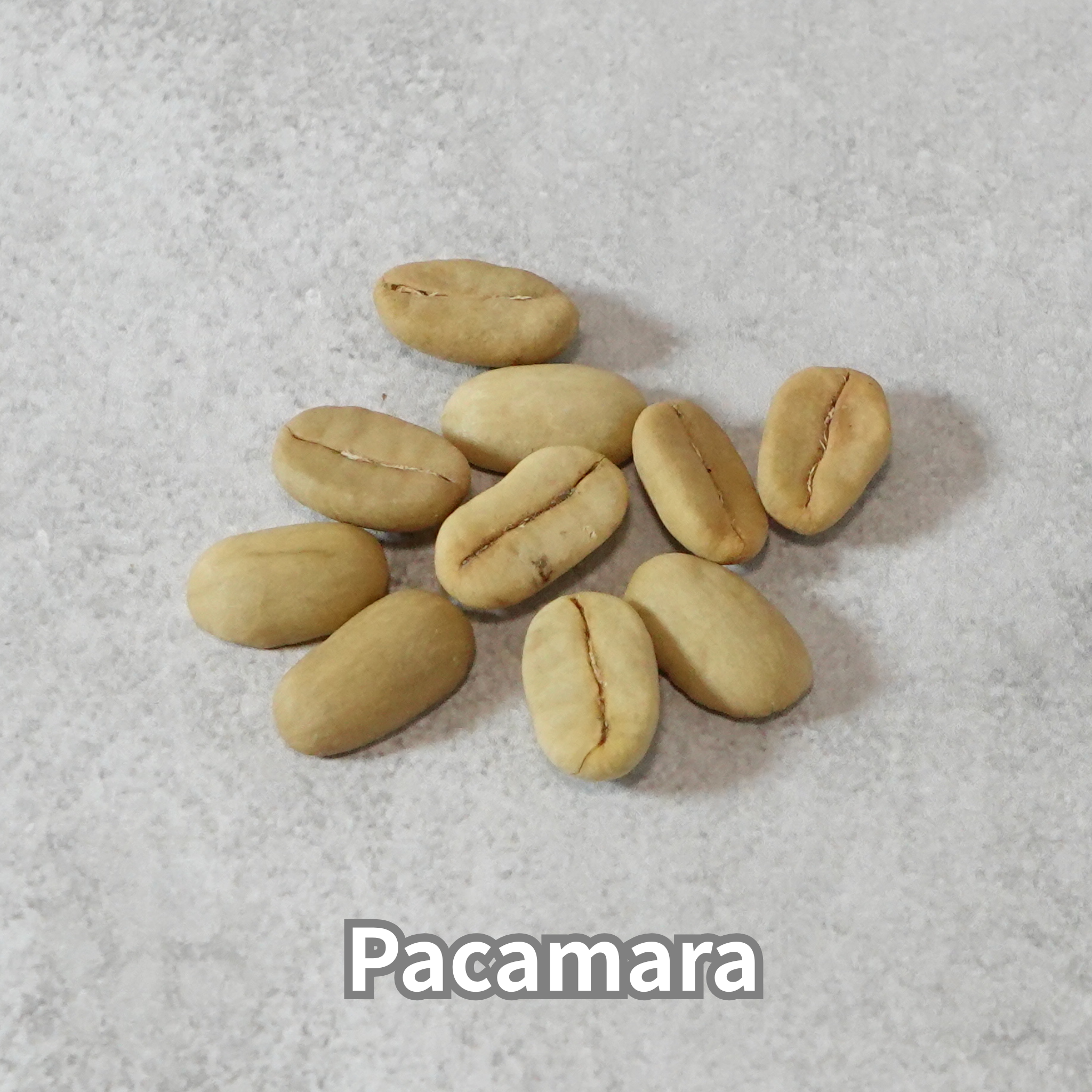 コーヒーの木の種子 パカマラ品種 10粒