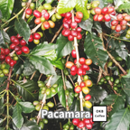 コーヒーの木の種子 パカマラ品種 10粒