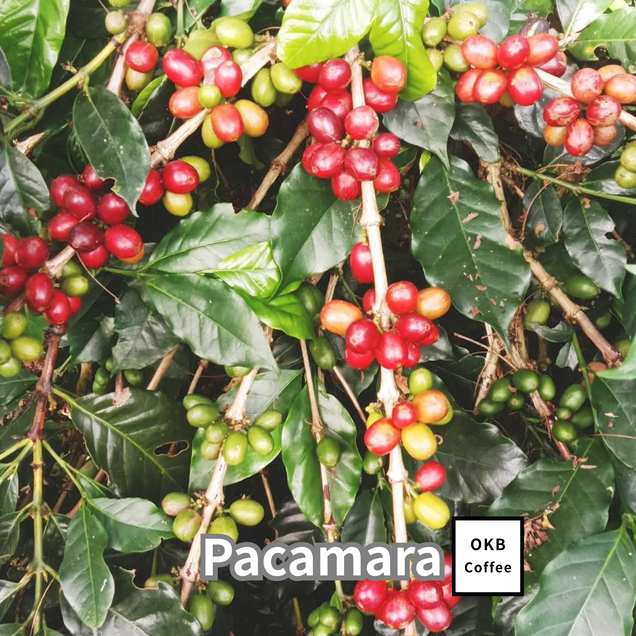 コーヒーの木の種子 パカマラ品種 10粒